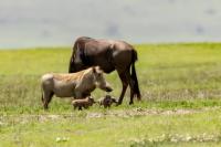 Common warthog