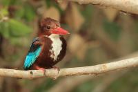 Thailand fauna