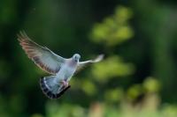 Columba oenas