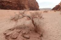 Wadi Rum