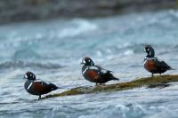 Iceland - fauna