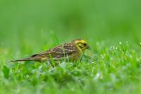 Emberiza citrinella