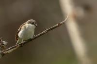 Ficedula hypoleuca