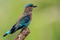 Sri Lanka FAUNA