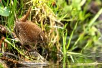 Troglodytes troglodytes