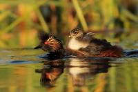 Podiceps nigricollis