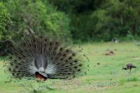 Pavo cristatus