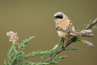 Mongolia fauna 