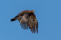 Aquila nipalensis