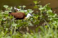 Actophilornis africanus