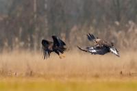 Aquila chrysaetos