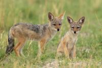 Black-backed jackal