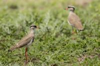 Vanellus coronatus