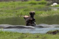 Common hippopotamus