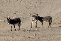 Egypt FAUNA