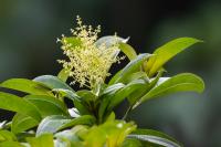 ECUADOR -FLORA