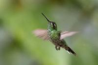 ECUADOR-FAUNA