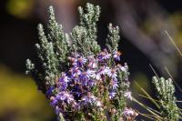 ECUADOR -FLOWERS