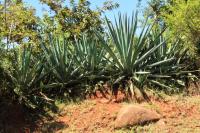 ETHIOPIA FLORA