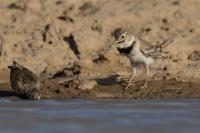 Kazakhstan FAUNA