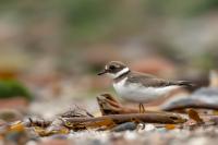 Charadrius hiaticula