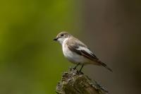 Ficedula hypoleuca