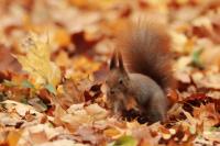 Red squirrel