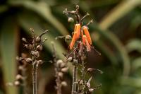 Madeira flora