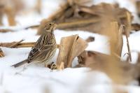 Emberiza calandra