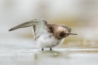 Calidris alpina