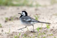 Motacilla alba