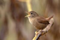 Troglodytes troglodytes