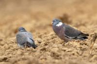 Columba palumbus