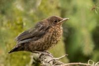 Turdus merula