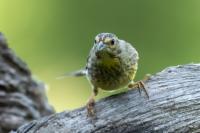 Emberiza citrinella