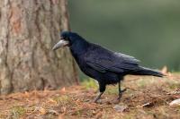 Corvus frugilegus