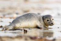 Grey seal