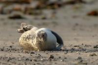 Harbor seal