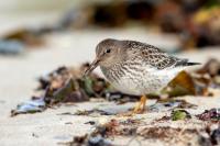 Calidris maritima