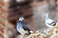 Columba livia domestica