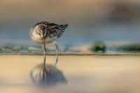 Calidris falcinellus