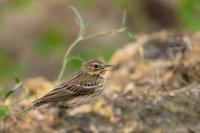 Anthus trivialis