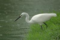 Egretta garzetta