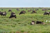 Blue wildebeest