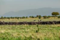 African buffalo