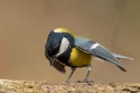 Parus major