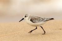 Calidris alba