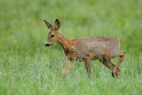 Roe deer