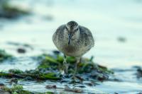 Calidris canutus