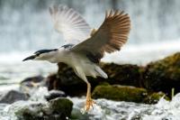 Nycticorax nycticorax